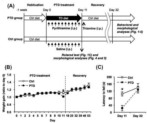 Fig. 1. Body weight loss and ataxia by PTD treatment and its rescue by recovery treatment.