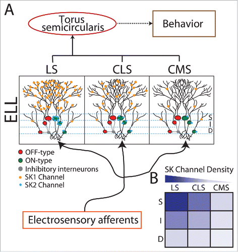 Figure 2. SK Channels are expressed differentially across cell types and parallel maps of the sensory epithelium within the hindbrain of weakly electric fish. (A) Schematic showing basic anatomy and circuitry of the peripheral and central electrosensory system. Peripheral electrosensory afferents trifurcate and make synaptic contact onto pyramidal cells within 3 parallel maps of the body surface: the centro-medial segment (CMS), the centro-lateral segment (CLS), and the lateral segment (LS). Within each segment, pyramidal cells are organized in a columnar organization with each column consisting of 6 cells. Three are ON-type (somata shown in green) and are excited by increases in afferent activity while the other 3 are OFF-type (somata shown in red) as they are instead inhibited by increases in afferent activity through local interneurons (gray). ON and OFF-type cells can furthermore be sub-divided into Superficial (S), Intermediate (I), and Deep (S) based on the location of their somata within the pyramidal cell layer. Only ON-type pyramidal cells express SK2 channels (cyan circles) on their somata whereas both ON and OFF-type pyramidal cells express SK1 channels (orange circles) on their dendrites. With the exception that SK2 channels are only expressed by ON-type pyramidal cells, the variation in levels of expression across segments and cell types are similar for SK1 and SK2 channels. In general, pyramidal cells within LS display the strongest while pyramidal cells within CMS instead display the weakest expression levels. Moreover, within each map, S cells display the strongest while D cells instead display the weakest expression levels. (B) Summary of SK channel expression across the maps and across S, I, and D cells.