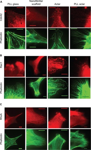 Figure 9 Immunocytochemistry structural investigation results. Left to right: fluorescence images of astrocytes cultured on PLL glass, nanofibrillar scaffolds, Aclar, and PLL Aclar substrates. Immunnolabeling and corresponding phalloidin are represented in red and green, respectively. Astrocytes were labeled with (A) anti-Cdc42, (B) anti-Rac1, and (C) anti-RhoA.Note: Scale bars, 10 μm.Abbreviations: PLL Aclar, poly-L-lysine-functionalized planar Aclar; PLL glass, poly-L-lysine-functionalized planar glass.