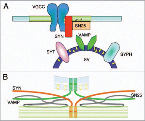 Figure 1 (A and B) Synaptic vesicle exocytosis and lipid microdomains. Schematic diagrams of synaptic protein distribution in cholesterol-enriched domains: it is thought that t-SNARE proteins (syntaxin 1, SYN; SNAP-25, SN25) and P/Q voltage-gated calcium channels (VGCCs) are organized in plasma membrane lipid microdomains, in which synaptic vesicle fusion may occur. On the other hand, synaptic vesicle membranes are rich in cholesterol (small yellow rectangles), which bind to synaptic vesicle proteins (synaptophysin, SYPH; synaptotagmin SYT) and may regulate membrane curvature and, very importantly, the alignment of the dimers of synaptobrevin1,2/VAMP-1,2 (VAMP) transmembrane domains in a parallel configuration that favours the formation of SNARE complexes and exocytosis.