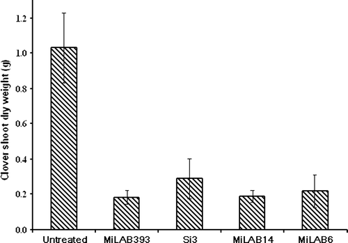 Figure 2.  Results of leaf spraying with cultures of MiLAB-6, -14, and -393 and Si3 against white clover plants. Error bars are ± standard error of mean. Data were analysed by ANOVA and treatment means were separated by Bonferroni test (P < 0.05).