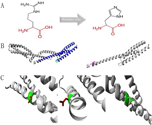 Figure 5. Protein structure analyses of SPTA1:c.83G > A. (A) Schematic structures of original (left) and the mutant (right) amino acids. Red, backbone, which is same for each amino acid. Black, side chain that is unique to each amino acid. (B) Left: overview of protein in ribbon presentation. Proteins are colored as follows: blue, α-helix; red, β-strand; green, turn; yellow, 3/10 helix; cyan, random coil; gray, other molecules. Right: Overview of mutant protein in ribbon presentation. Gray, protein; magenta, side chain of mutated residue (pink spheres). (C) Close-up of mutation. Gray, protein; green and red, wild-type and mutant residues, respectively. Structure is shown from three angles.