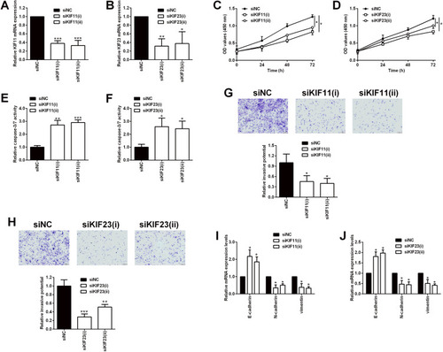 Figure 10 Effects of KIF11 and KIF23 knockdown on the proliferation and invasion of ovarian cancer cells. (A) KIF11 and (B) KIF23 mRNA expression levels in SKOV3 cells being transfected with siRNAs for KIF11 (siKIF11(i) and siKIF11(ii)) and the scrambled siRNA (siNC) were determined by qRT-PCR. (C) The proliferation of SKOV3 cells after being transfected with siNC, siKIF11(i) and siKIF11(ii) was determined by CCK-8 assay. (D) The proliferation of SKOV3 cells after being transfected with siNC, siKIF23(i) and siKIF23(ii) was determined by CCK-8 assay. (E) The caspase-3/7 activity of SKOV3 cells after being transfected with siNC, siKIF11(i) and siKIF11(ii) was determined by the caspase-3/7 activity assay kit. (F) The caspase-3/7 activity of SKOV3 cells after being transfected with siNC, siKIF23(i) and siKIF23(ii) was determined by the caspase-3/7 activity assay kit. (G) The invasion of SKOV3 cells after being transfected with siNC, siKIF11(i) and siKIF11(ii) was determined by transwell invasion assay. (H) The invasion of SKOV3 cells after being transfected with siNC, siKIF23(i) and siKIF23(ii) was determined by transwell invasion assay. (I) The mRNA expression levels of E-cadherin, N-cadherin and vimentin in SKOV3 cells after being transfected with siNC, siKIF11(i) and siKIF11(ii) were determined by qRT-PCR. (J) The mRNA expression levels of E-cadherin, N-cadherin and vimentin in SKOV3 cells after being transfected with siNC, siKIF23(i) and siKIF23(ii) were determined by qRT-PCR. siNC = scrambled negative control siRNA, siKIF11 = KIF11 siRNA, siKIF23 = KIF23 siRNA. N = 3; *P < 0.05, **P < 0.01 and ***P < 0.001 compared to the siNC group.