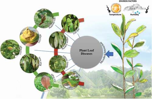 Figure 3. An overview of plant leaf diseases, its microbial and environmental interaction.