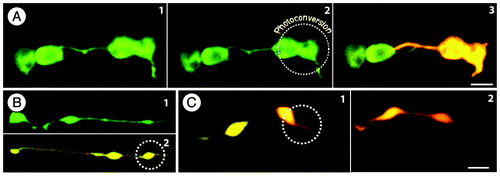 Figure 1. Green to red photoconvertible monomeric Eos fluorescent protein targeted to the plastid stroma allows differential coloring of plastids and has resulted in new insights on stromules. (A) Observing epidermal plastids highlighted through the green non-photoconverted form of tpFNR:mEosFPCitation15 strongly suggests plastid inter-connectivity (1) The dotted circle in (2) indicates the dividing plastid that is illuminated for a few seconds with violet-blue light for achieving irreversible green to red photo-conversion of mEosFP. (3) Photo-conversion results in differential coloring of the plastids and facilitates investigations on stromule interactions and possible exchange of proteins. In this case (3) the red mEosFP remains exclusively in the photoconverted plastid disproving the previous assumption of plastid interconnectivity (1); (B) Etioplasts in dark grown seedlings are pleomorphic and often appear stretched whereby they can be easily misinterpreted as two or more inter-connected plastids. (1) non-photoconverted leucoplast in a root cell in A. thaliana. (2) Photoconverted etioplast in A. thaliana hypocotyl cell with three bulbous dilations along the stretched plastid (circle marking the area illuminated by violet-blue light for photoconversion); (C) Elongated or tubular plastids represent single double membrane bound compartment. Photoconversion on one end of the plastid (1), results in a rapid intermixing of the green and red forms of mEosFP to provide a uniform orange color (2). Such fluorescent protein flow within the plastid compartment is similar to that which was achieved in earlier studiesCitation4,Citation7, through the photo-bleaching of GFP in one part of a tubular plastid. Size bars = 5 µm.