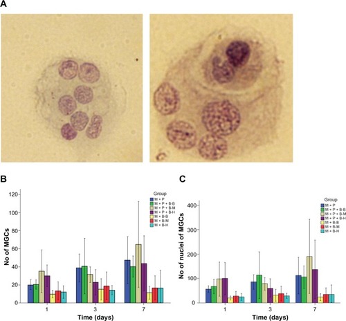 Figure 2 Characterization of multinuclear giant cells (MgCs) formed after stimulation with different bacilli.