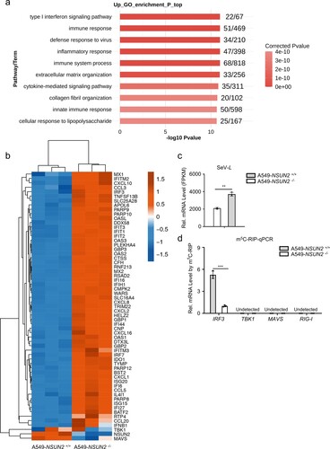 Figure 5. Knockout of NSUN2 decreased m5C methylation on IRF3 mRNA but increased IRF3 and IFNB1 and downstream ISGs mRNA levels. (a) RNA-seq analysis from SeV-infected A549 wild-type cells or A549 NSUN2 knockout cells. GO-term functional enrichment by biological process of up-regulated genes. Data show the top 10 biological processes. (b) The heatmap shows the expression levels of ISGs and several signalling molecules. The genes that we focus on are labelled with asterisks. (c) The column diagram shows the SeV replication levels. (d) The m5C-RIP-qPCR analysis of the m5C methylated mRNA levels immunoprecipitated by m5C antibody from A549 wild-type cells or A549 NSUN2 knockout cells. Data are representative of three independent experiments and were analysed by two-tailed unpaired t test. Graphs show the mean ± SD (n = 3) derived from three independent experiments. NS, not significant for P > 0.05, *P < 0.05, **P < 0.01, ***P < 0.001.