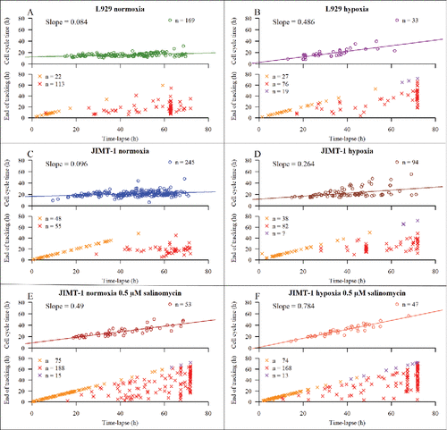 Figure 3. Distribution of cell cycle times in relation to time-lapse duration (h). Time 0 of the time-lapse is equivalent to 24 h after seeding in Fig. 1, thus equivalent to time of treatment. The upper part of each subfigure shows the duration of the time-lapse versus cell cycle time. The lower part of each subfigure shows duration of time-lapse in relation to tracking time for cells with non-completed cell cycles. Symbols are shown in Fig. 2 and described in Table 1. n is number of cells. Coloured lines are linear regression lines, with slope values in figure. (A) L929 cells in normoxia. (B) L929 cells in hypoxia. (C) JIMT-1 cells in normoxia. (D) JIMT-1 cells in hypoxia. (E) JIMT-1 cells in normoxia treated with 0.5 µM salinomycin. (F) JIMT-1 cells in hypoxia treated with 0.5 µM salinomycin.