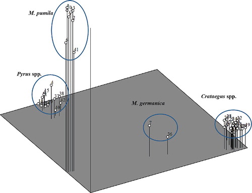 Figure 2. TriPlot obtained from PCA analysis of all samples showing genetic differences of different genera of pome fruit trees from Iran.