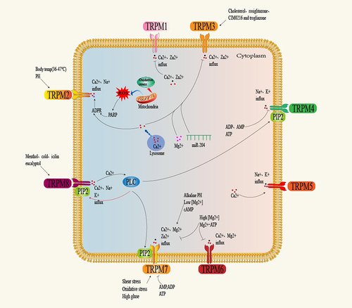 Figure 2. Activation mechanisms of the TRPM channels.