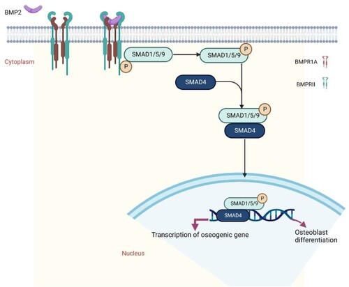 Figure 1. BMP2 binds to its receptors and activate the SMAD signaling pathway.