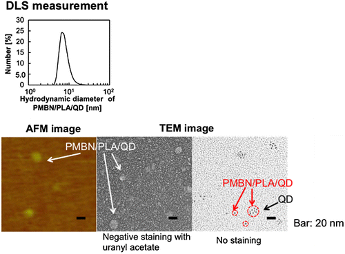 Figure 6. Morphological observation of PMBN/PLA/QD nanoparticles.