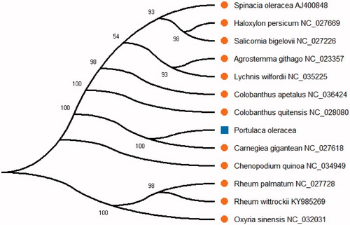 Figure 1. The neighbor-joining (NJ) phylogenetic tree based on 13 plant species complete chloroplast genome sequences.