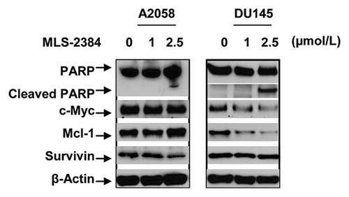 Figure 3. Cleavage of PARP and expression levels of STAT3 downstream proteins in human A2058 melanoma and DU145 prostate cancer cells. A2058 and DU145 cells were treated with MLS-2384 at various concentrations for 24 h. Cells were lysed for western blot analysis using antibodies specific to PARP/cleaved PARP, c-Myc, Mcl-1, survivin, and β-Actin.