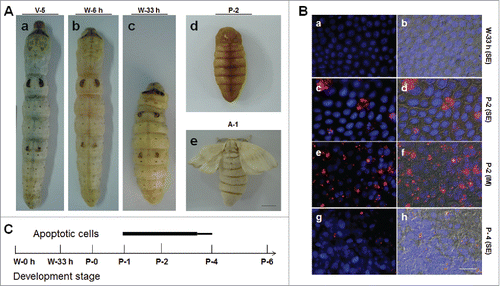 Figure 1. Morphological changes in the silkworm during metamorphosis. (A) Morphologies of the silkworm at different developmental stages. (a) Silkworm larvae on day 5 of the 5th larval stage (V-5). After that, the larvae enter the wandering (W) stage (b) and begin to spin. At the end of spinning (W-33 h), the larvae become short and enter the pre-pupa stage (c). Morphologies of pupae (day 2 of pupae; P-2) and adults (day 1 of adults; A-1) are also shown. (B) Apoptosis detection from the beginning of wandering (W-0 h) to the P-4 stages. The 7th and 8th segments were sampled for the assay. (a, b) W-33 h; (c-f) P-2; (g-h) P-4. In (a, c, e, g), pictures were merged from those using the blue filter (DAPI) and the red filter (TUNEL). In (b, d, f, h), pictures were merged from those using the DIC filter and the filters described previously. In (a-d, g, h), the 7th segments (SE) and in (e, f) the intersegmental membrane (IM) were assayed. (C) A Summary of apoptosis in the integument from larvae to adults. Apoptosis signals were detected from P-1 to P-4 and the bar thickness indicates the relative amount of apoptotic cells detected. No apoptotic cells were detected in other stages. Bar: (A) 5 mm; (B) 35 μm.