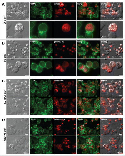 Figure 6. Individual subunit chains of mAb-3 do not induce crystalline inclusion bodies. Fluorescent micrographs of HEK293 cells transfected with (A) mAb-3 λ-LC construct alone, (B) mAb-3 γ2-HC construct alone, (C) Asp-to-Ala mutated mAb-3 λ-LC alone, and (D) Asp-to-Ala mutated mAb-3 γ2-HC alone. On day-2 post transfection, suspension cultured cells were seeded onto poly-lysine coated glass coverslips and statically cultured for 24 hr. On day-3, cells were fixed, permeabilized, and co-stained with anti-CD147 and anti-lambda chain (A and C). In panels B and D, cells were co-stained with anti-CD147 and anti-gamma chain. Endogenous CD147 was stained to highlight cell shapes. Green and red image fields were superimposed to create ‘merge’ views. DIC and ‘red’ were superimposed to generate ‘overlay’ views. Unlabeled scale bar represents 10 μm.