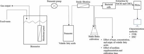 Figure 1. Scheme showing the integration of VFAs production through acidogenic fermentation of food waste using membrane bioreactors with PHAs production by Bacillus megaterium ATCC 14,945 through shake flask experiments together with factors studied and analyses carried out in this work