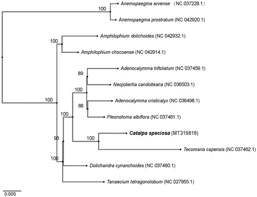 Figure 1. Phylogenetic tree inferred by the neighbor-joining (NJ) method from 12 complete chloroplast genomes. All the sequences were downloaded from NCBI GenBank.