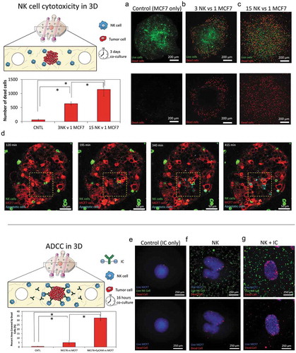 Figure 4. 3D ADCC. 1000 green-labeled MCF7 cells spheroids were embedded in a 4.5 collagen hydrogel and co-cultured in the absence/presence of NK-92 cells at different ratios. After 3 days in culture, dead cells were stained, and viability was evaluated. (a) When the spheroids were cultured in the absence of NK cells, the spheroid showed a high viability (>95%). (b) When NK cells were added at 3:1 ratio, a clear necrotic perimeter appeared surrounding the sphere, whereas the intermediate region and the core remained viable. (c) At 15:1 ratio, tumor necrosis appeared across all the spheroid area. (d) Time-lapse experiment at 15:1 ratio showing NK-92 killing within the spheroid. The images show an NK cell patrolling around the core of the spheroid and inducing apoptosis on the surrounding tumor cells. (e) MCF7 spheroids were embedded in the collagen hydrogel in the presence of the immunocytokine. After 16 hours in culture, cell viability was evaluated. (f) NK-92.CD16V at a 15:1 ratio showed a moderate cytotoxicity after 16 hours in co-culture. (g) The combination of the immunocytokine with NK-92.CD16V cells lead to higher cytotoxicity, demonstrating ADCC in the 3D model. The graph shows the area covered by dead cells in the different conditions. Scale bar is 250 µm.