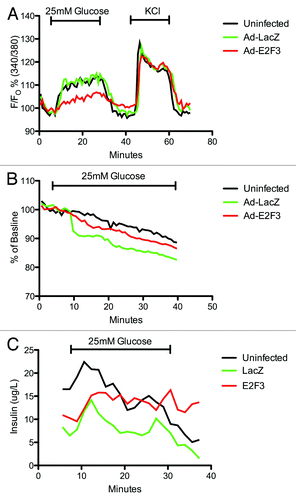 Figure 7. Assessing β-cell function: microfluidic assay. (A) Dynamic measurement of intra-cellular calcium levels in uninfected, ad-LacZ and ad-E2F3 infected human islets. Islets were incubated with Fura-2 then loaded into a microfluidic device mounted on an epifluorescence microscope and perifused by continuous flow of 2 mM glucose and 25 mM glucose in krebs-ringer buffer. KCl was then added to inhibit K+ efflux and depolarize the cells. Fura-2/AM was excited at 340 and 380 nm and emission was detected at 510 nm. Results are presented as percent of baseline. p = ns, n = 3 (B) Rh123 excitation at 490 nm and emission at 530 nm was measured to assess mitochondrial potential during exposure to 25 mM glucose. Results are presented as percent of baseline. P = ns, n = 3 (C): Dynamic insulin secretion during the intracellular calcium measurements in (A), P = ns. Black bar, uninfected; green bar, Ad-LacZ infected; red bar, Ad-E2F3 infected islets.