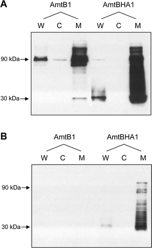 Figure 2.  Detection of AmtBHA1, a HA-tagged derivative of AmtB, by western blotting. (A) Whole cell lysates (W), cytoplasmic (C) and membrane (M) fractions of GT1000(pGC2)-AmtB1, and GT1000(pESVHA1)-AmtBHA1, probed with αAmtB antiserum. (B) The same samples as in A, probed with αHA antibody. Estimated molecular weights of major bands are indicated to the left of the panels.