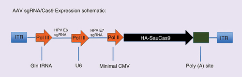 Figure 2. Schematic of the gene structure of an AAV-based Sau Cas9 expression vector.This AAV8-based vector, which expresses two sgRNAs plus the Sau Cas9 protein in transduced cells, falls well below the approximately 4.8 kb packaging size limit for AAV vectors. sgRNAs were expressed using RNA polymerase III (pol III)-dependent promoters while Sau Cas9 was expressed using a minimal CMV-derived promoter.AAV: Adeno-associated virus; CMV: Cytomegalovirus; ITR: Inverted terminal repeat; sgRNA: Single guide RNA.