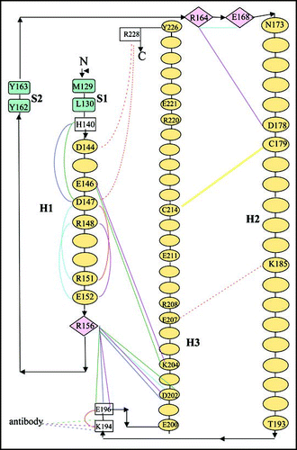 Figure 5 Schematic representation of the fold of the PrP C-terminal domain, indicating the most relevant ionic interactions (within 3.8 Å) as observed in the X-ray structures. The disulfide bridge connecting H2 to H3 is indicated in yellow. Residue numbering, sequence (apart from the mutation R148C) and secondary structure assignment refer to huPrP and are consistent with 1uw3 (the sequence of the antibody-bound shPrP differs by +3). Ellipses represent residues in α-helix; green rectangles represent residues in β-strand; diamonds represent residues in 310 helix; transparent rectangles represent charged residues in loops. Red, blue, green, purple and cyan lines refer to interactions observed in the 1u3w, 1tpx, 1tqb, 1tqc and 1i4m structures, respectively. Interactions within the dimer were considered for 1i4m. Inter-molecular interactions between adjacent molecules in the crystal state are shown by red dotted lines.