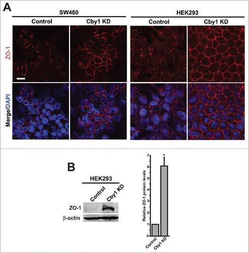 Figure 3. Cby1 KD results in a dramatic increase in ZO-1 protein levels at the plasma membrane. A. IF staining for the epithelial marker ZO-1 in control or Cby1-KD SW480 or HEK293 cells as indicated. Nuclei were visualized with DAPI. Scale bar, 20 μm. B. (Left) Cell lysates from control or Cby1-KD HEK293 cells were subjected to western blotting with ZO-1 and β-actin (loading control) antibodies. (Right) The band intensity of ZO-1 was quantified and normalized to that of β-actin. The results are expressed as mean ± SEM from triplicate samples in a single representative experiment. The control scrambled shRNA is set as 1. * P < 0.05.