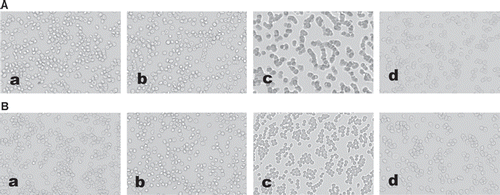 Figure 6. Photographs showing the aggregation state before shearing (A) and 2 minutes after the end of shearing (B). Samples are 40% RBC (a), 35% RBC + 35% Plasma + 30% D6% (b), 35% RBC + 35% Plasma + 30% A0.6% (c), 35% RBC + 35% Plasma + 30% A0.3% (d). Magnitudes are all at 200 ×.