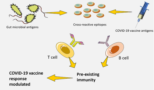 Figure 7. Antigens encoded by microbiota that are capable of cross-reactivity.