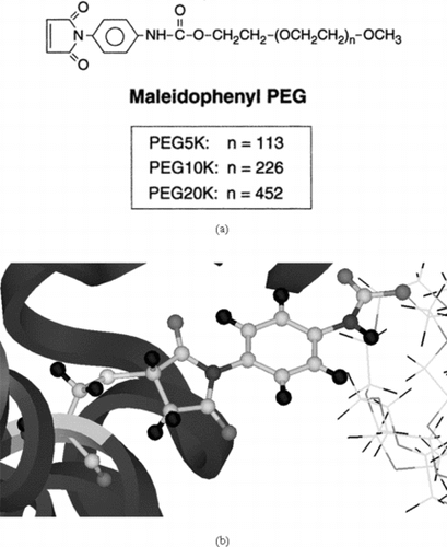 Figure 3 a) Structure of the poly(ethylene glycol)-based mono functional maleimide reagents. The number n gives the number of PEG molecules in the various chains in our study; b) The maleidophenyl linkage between cys residue and the PEG chains.