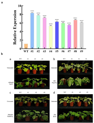 Figure 7. (a) Identification of overexpressed gene LpMYB4 tobacco. WT: wild type. #1-#10: LpMYB4 overexpression tobacco lines. (b) Phenotypic analysis of LpMYB4 transgenic plants under saline-alkaline stress. a: Plants were irrigated with 600 mM NaCl for 5 d. b: Plants were irrigated with 2 M Na2CO3 for 5 d. c: Plants were irrigated with 500 mM NaHCO3 for 5 d. d: Plants were irrigated with 2 M H2O2 for 5 d. ****respectively indicating that there is an extremely significant difference at p < 0.0001. Data represent mean ± SD with three replicates.