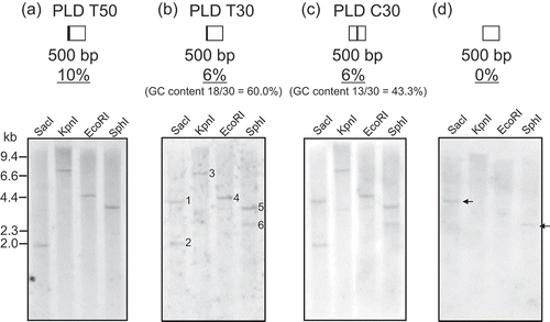 Figure 2. Sensitivity evaluation of Southern blot analysis using DNA probes 500 bp in length. PLD T50 containing 50 bp of PLD and 450 bp of HPT, PLD T30 containing 30 bp of PLD and 470 bp of HPT, and PLD C30 containing 30 bp of PLD sandwiched between 235 bp of HPT sequences were used as probes in (a), (b), and (c), respectively. As a negative control, 500 bp of HPT was used in (d). The predicted molecular sizes are as follows; SacI 1,970 bp, KpnI 7,629 bp, EcoRI 4,286 bp, SphI 3,502 bp. Black arrows indicate nonspecific bands