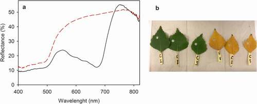 Figure 2. Reflectance spectra of green (black, solid line) and yellow (red, dashed line) leaves of B. pendula (a) and examples of the leaves (b). Specular reflectance was measured with an STS-VIS spectrometer, using a 250 W halogen lamp as a light source. For the measurement, a leaf disk was placed on a matt black cardboard at a 5 mm distance from the probe, and the probe was aligned with the surface normal. Each curve represents an average of 6 independent biological replicates, and the data have been smoothened with a moving median using a window of 9 data points.