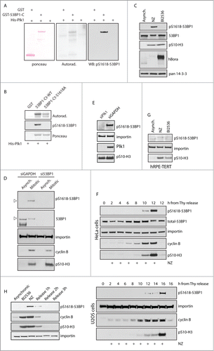 Figure 2 (See previous page). Plk1 phosphorylates 53BP1 in the UDR domain. (A) Purified GST or GST-53BP1-C-term were incubated with His-Plk1 in the presence of 32P-γ-ATP and then separated on SDS-PAGE. Phosphorylation was detected by autoradiography or by immunoblotting with pS1618–53BP1 antibody. (B) Purified GST, GST-53BP1-C-term-WT or -S1618A were incubated with His-Plk1 and Phosphorylation was detected by autoradiography or by immunoblotting. (C) Unsynchronized cells (Asynch.) or cells arrested in mitosis by nocodazole or by Plk1 inhibitor (BI2536) were lyzed and probed with indicated antibodies. (D) U2OS cells were transfected with GAPDH or 53BP1 siRNA and grown asynchronically or arrested in mitosis by nocodazole. Arrowhead indicates the same position on the gel (E) U2OS cells were transfected by siRNA targeting GAPDH or Plk1. Nocodazole was added to cells transfected with GAPDH siRNA. Cells depleted of Plk1 spontaneously arrested in mitosis. Mitotic cells were collected by mitotic shake-off and analyzed by immunoblotting. (F) HeLa or U2OS cells were synchronized at G1/S transition by a double thymidine block, released to fresh media with nocodazole and collected in 2 h intervals. Media without nocodazole was used as control for cells that progressed to the following G1. (G) hRPE-TERT cells were grown exponentially or arrested in mitosis by nocodazole or BI2536 for 16 h and collected by mitotic shake-off. (H) Mitotic U2OS cells (NZ) were released to the fresh media and collected in 1 h intervals.