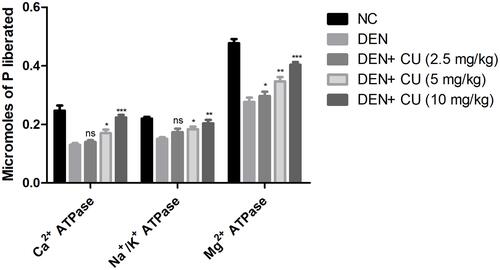 Figure 4 Effect of curcumae on the membrane-bound enzymes of obesity-induced hepatocellular carcinoma in rats. Tested group were compared with the DEN control group rats. *P<0.05, **P<0.01 and ***P<0.001 were considered as significant, more significant and extreme significant, respectively.