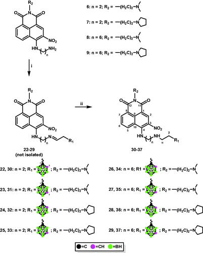 Scheme 2. Synthesis of conjugates 30–37 via reductive amination. i. 2–(1,2-dicarba-closo-dodecaboran-1-yl)ethanal (20), MeOHanh, 24 h, 70 °C (for 22, 24, 26, and 28); 2–(1,7-dicarba-closo-dodecaboran-1-yl)ethanal (21), MeOHanh, 24 h, 70 °C (for 23, 25, 27, and 29); ii. NaBH3CN, 24 h, rt.