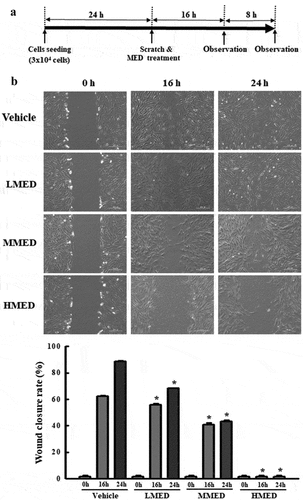 Figure 4. Analysis of cell migration in MED-treated NHDF cells. (a) Schedule of cell migration assay. (b) The migration ability of NHDF cells was analyzed by using the wound healing assay after treatment with 100, 200 or 400 μg/mL of MED. Morphological images (200× magnification) of cells were captured after 16 h and 24 h of incubation. Two to three wells per group were used for preparing the artificial injury, and closure rates were calculated in duplicate for each sample. Data are reported as the mean ± SD. *, p < 0.05 relative to the Vehicle-treated group. Abbreviations: LMED, Low concentration of MED; MMED, Middle concentration of MED; HMED, High concentration of MED.