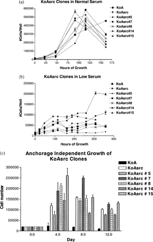 Figure 1 Assays to compare growth properties for clones of KoAsrc. From a pool of v-src transfected KoA cells, clones were drug-selected and tested for growth in DMEM with 10% FBS (A), or 1% FBS (B). Anchorage-independent growth was tested in normal (10%) serum on Poly-HEMA coated plates (C). All assays were performed in triplicate (data are shown as mean +/− standard deviation). Growth of individual clones was compared to that of the non transformed KoA cells and the original pool of v-src infected cells. Significant variation in growth characteristics among the clones was evident, suggesting a great degree of heterogeneity in the pool. Hence, clone 15, showing the most consistent transformed behavior in all assays, was selected for further study.