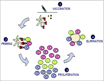 Figure 1. Vaccination with several TUMAPs simultaneously triggers a broad immune attack against the tumor.