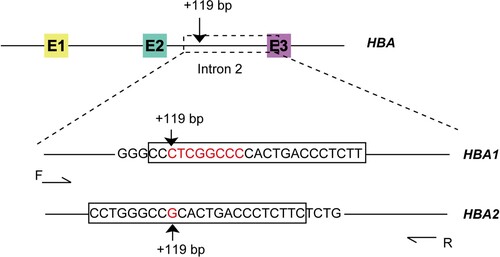 Figure 1. Schematic of HBA genes. E1–E3, exon 1–3. The black boxes show the probes specific to HBA1 and HBA2.