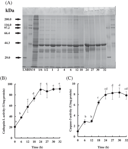Figure 2. Changes in protein degradation and endogenous enzyme activities in Patinopecten yessoensis adductor muscle (PYAM) during LTLT processing at 55°C. (A) SDS–PAGE photographs of protein degradation. 5 μL sample was loaded in 10% (w/v) SDS–PAGE gel; HM, high MARK; LM, low MARK; (B) cathepsin L activity measured by a fluorospectrophotometer; (C) caspase-3 activity measured by a spectrophotometry. Data are reported as mean ± SD based on three replicates. Different letters indicated significant differences (p < 0. 05).