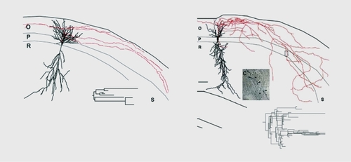 Figure 1. Sprouting of fibers in the hippocampus of epileptic rats. Morphological reconstruction of CA1hippocampal neurons intracellular/ injected with dyes weeks after an inaugurating status epilepticus. Note the extensive sprouting of axons, including to layers (the molecular layers) that are not innervated by pyramidal axons in controls. 0, stratum oriens; P, stratum pyramidale; R; stratum radiatum; S, subiculum Reproduced from ref 44: Esclapez M, Hirsch JC, Ben Ari Y, Bernard C. Newly formed excitatory pathways provide a substrate for hyperexcitabi I ity in experimental temporal lobe epilepsy. J Comp Neurol. 1999;408:449-460. Copyright © Wiley-Liss 1999
