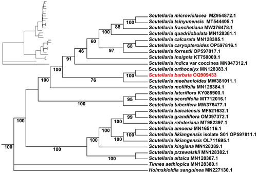 Figure 3. The maximum-likelihood phylogenetic tree of 25 Scutellaria species was constructed based on the CDS sequences extracted by IQ-TREE, with Tinnea aethiopica and Holmskioldia sanguinea added as outgroup. The phylogenetic tree was constructed using the maximum-likelihood method (ML) and bootstrap was performed 1000 times. The number on each branch indicates the boot support value. The following sequences were used: S. microviolacea MZ954872.1 (Wang et al. Citation2022), S. tsinyunensis MT544405.1 (Shan et al. Citation2021), S. franchetiana MW376478.1, S. calcarata MN128385.1 (Zhao et al. Citation2020), S. quadrilobulata MN128381.1 (Zhao et al. Citation2020), S. caryopteroides OP597816.1, S. forrestii OP597817.1, S. insignis KT750009.1, S. indica var coccinea MN047312.1 (Lee and Kim Citation2019), S. orthocalyx MN128383.1 (Zhao et al. Citation2020), S. meehanioides MW381011.1 (Zhang et al. Citation2021), S. mollifolia MN128384.1 (Zhao et al. Citation2020), S. lateriflora KY085900.1, S. scordifolia MT712016.1, S. tuberifera MW376477.1 (Shan et al. Citation2021), S. baicalensis MF521632.1 (Jiang et al. Citation2017), S. grandiflora OM397372.1, S. rehderiana MT982397.1, S. amoena MN165116.1 (Chen and Zhang Citation2019), S. likiangensis isolate S01 OP597811.1, S. likiangensis OL711695.1, S. kingiana MN128389.1 (Zhao et al. Citation2020), S. przewalskii MN128382.1 (Zhao et al. Citation2020), S. altaica MN128387.1 (Zhao et al. Citation2020), T. aethiopica MN128380.1 (Zhao et al. Citation2020), and H. sanguinea MN227130.1 (Lee and Kim Citation2020).