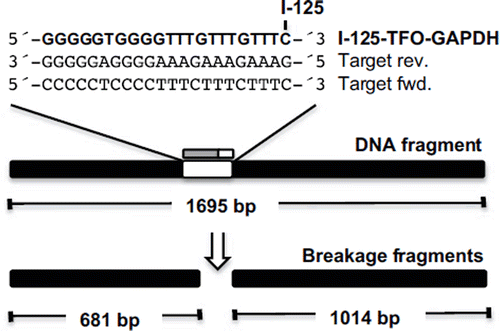 Figure 3. Schematic diagram of the 1695 bp long DNA fragment containing the target sequence for TFO-GAPDH and the two expected breakage fragments of 681 bp and 1024 bp length. The TFO is I-125-labeled at the 3′-terminal cytosine and binds to the polypurine target sequence in reverse orientation.