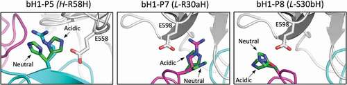 Figure 9. Structural details of pH-sensitive histidine mutations. Antibody chains of the parental bH1 antibody are colored as in Figure 2, and the antigen is rendered as gray tube. At each mutated position, the parental side chain and its histidine side chain substitutions in the acidic conditions (dark-green C atoms) and physiological conditions (bright-green C atoms) are overlaid and rendered as sticks model. The main interacting side chains of the antigen are shown in sticks models and labeled. Rosetta models for histidine mutants shown