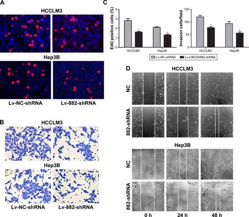 Figure 3 LINC00882 knockdown reduces abilities of proliferation, migration and invasion of HCC cells.