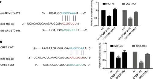 Figure 4 Circ-SFMBT2 may competitively share miR-182-5p with CREB1. (A) Circ-SFMBT2 was predominantly localized in the cytoplasm. (B) FISH experiment demonstrated that circ-SFMBT2 was mainly localized in the cytoplasm. (C) AGO2 followed by high-throughput sequencing data from doRiNA revealed a high degree of AGO2 occupancy in the region of circ-SFMBT2. (D) RNA RIP experiment in MKN-45 cells showed significantly different enrichment of circ-SFMBT2 between AGO2 and IgG. (E) Circ-SFMBT2 was predicted to have binding sites with various miRNAs. (F) MiR-182-5p mimics induced a reduction in relative luciferase expression in circ-SFMBT2-Wild compared with the negative control in GC cells. (G) MiR-182-5p mimics induced a reduction in relative luciferase expression in CREB1-Wild compared with the negative control in GC cells. *P<0.05, **P<0.01,***P<0.001.Abbreviations: FISH, fluorescence in situ hybridization; GC, gastric cancer; Mut, mutant; NC, negative control; RIP, immunoprecipitation; WT, wild type.