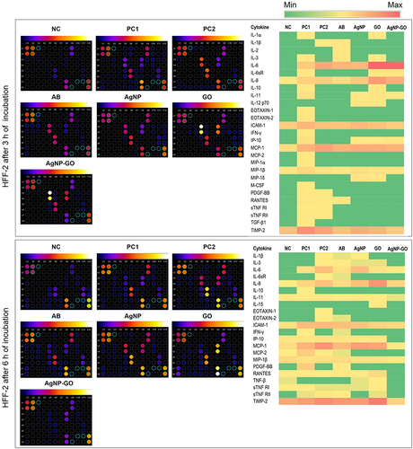 Figure 7 Effect of Staphylococcus aureus bacteria, antibiotics (AB), and nanostructures (silver nanoparticles (AgNP), graphene oxide (GO), and their complex (AgNP-GO)) on the protein expression of proinflammatory cytokines in HFF-2 culture cells, 3 and 6 h after treatment. The results were normalized to the negative control (NC) group. Images were created with ImageJ software. The expression of cytokines is also presented as heatmaps, where the 0 expression level is presented as dark green, and the highest observed expression (1.9 O.D.) is indicated in red.