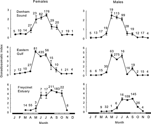 Fig. 3  Monthly gonadosomatic indices (mean±1 SE) for Pagrus auratus in Denham Sound, Eastern Gulf and Freycinet Estuary, Western Australia, 1997–2004, based on fish with lengths greater or equal to their length at 50% maturity. Closed rectangles on x-axis represent winter and summer months; open rectangles, spring and autumn months (numbers are sample sizes).